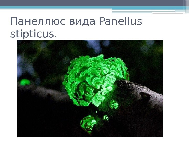 Панеллюс вида Panellus stipticus.    