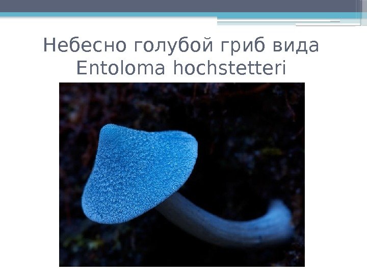 Небесно голубой гриб вида Entoloma hochstetteri     