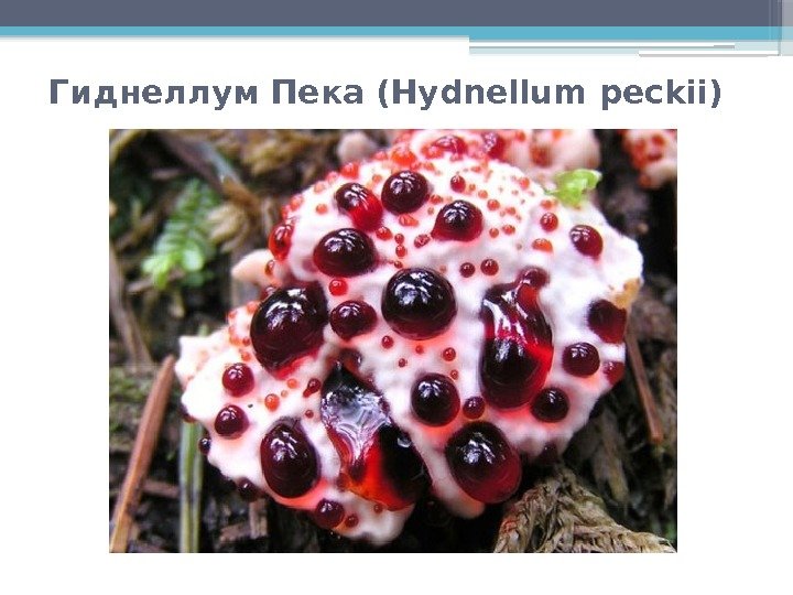 Гиднеллум Пека (Hydnellum peckii)     