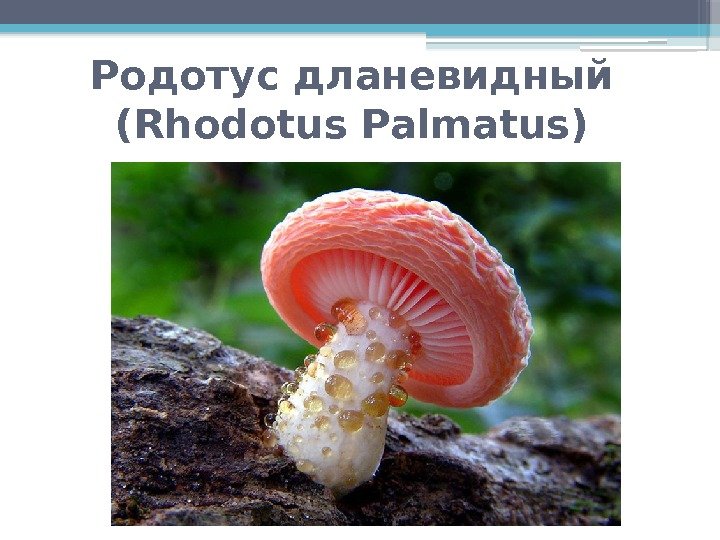 Родотус дланевидный (Rhodotus Palmatus)     