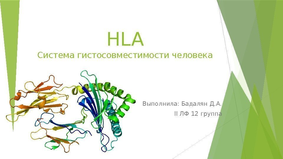 HLA Система гистосовместимости человека Выполнила: Бадалян Д. А. II ЛФ 12 группа  
