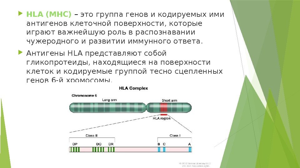  HLA  (MHC) –  это группа генов и кодируемых ими антигенов клеточной