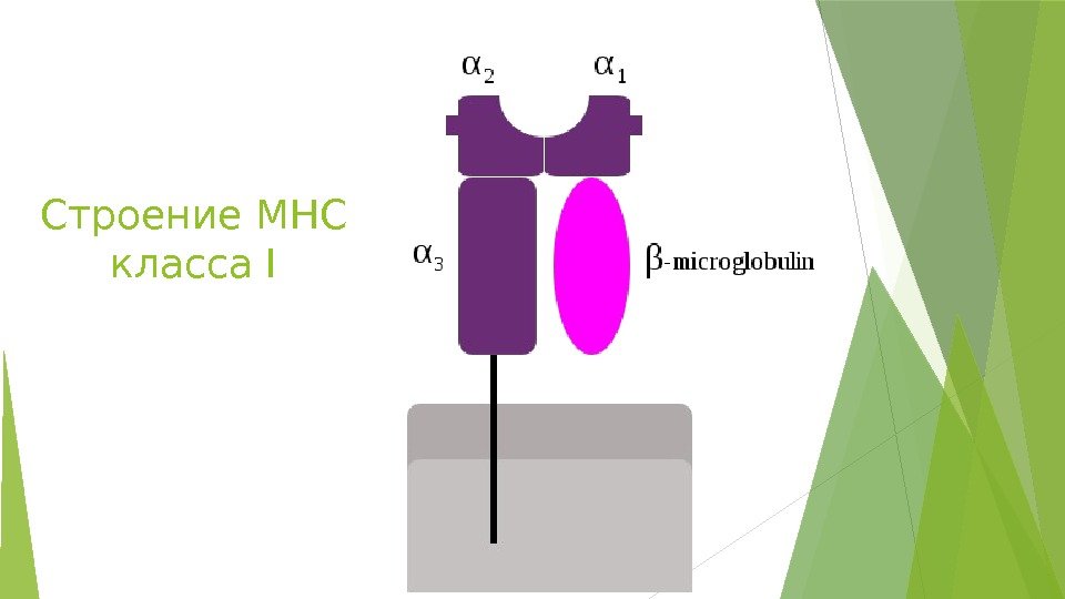 Строение MHC класса I   