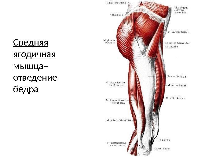 Средняя ягодичная мышца – отведение бедра 