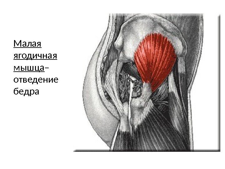 Малая ягодичная мышца – отведение бедра 