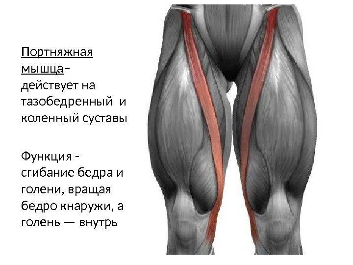 Портняжная мышца – действует на тазобедренный и коленный суставы Функция - сгибание бедра и