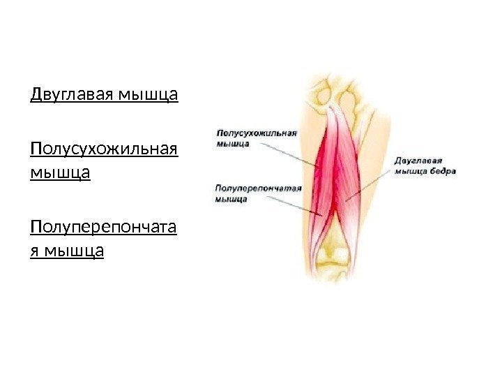 Двуглавая мышца Полусухожильная мышца Полуперепончата я мышца 