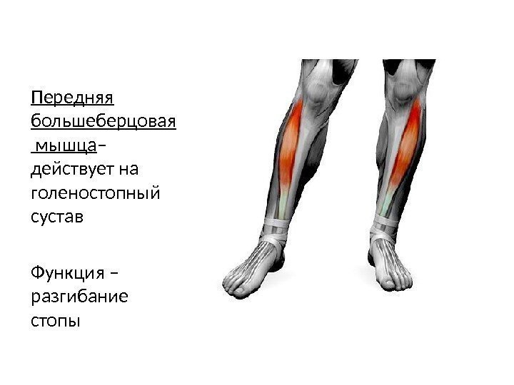Передняя большеберцовая  мышца – действует на голеностопный сустав Функция – разгибание стопы 