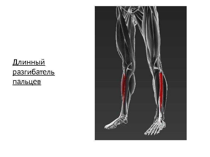 Длинный разгибатель пальцев 