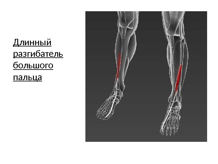 Длинный разгибатель большого пальца 