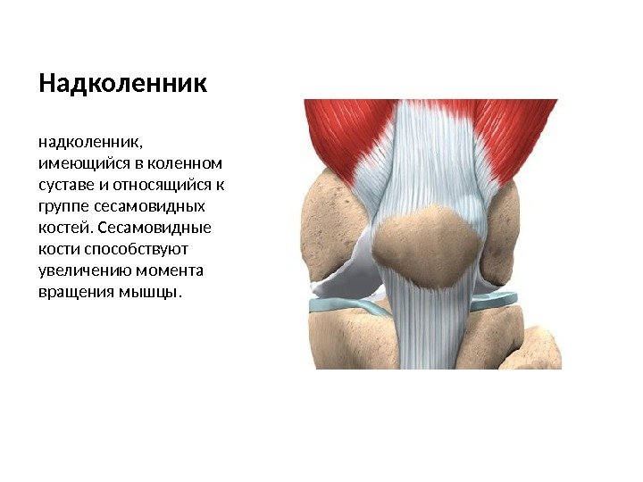 Надколенник надколенник,  имеющийся в коленном суставе и относящийся к группе сесамовидных костей. Сесамовидные
