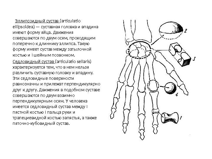   Эллипсоидный сустав (articulatio ellipsoidea) — суставная головка и впадина имеют форму яйца.