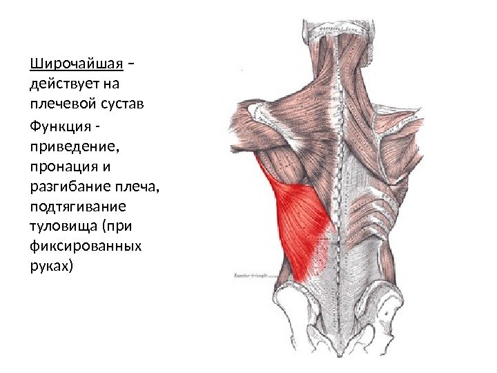 Широчайшая – действует на плечевой сустав Функция - приведение,  пронация и разгибание плеча,