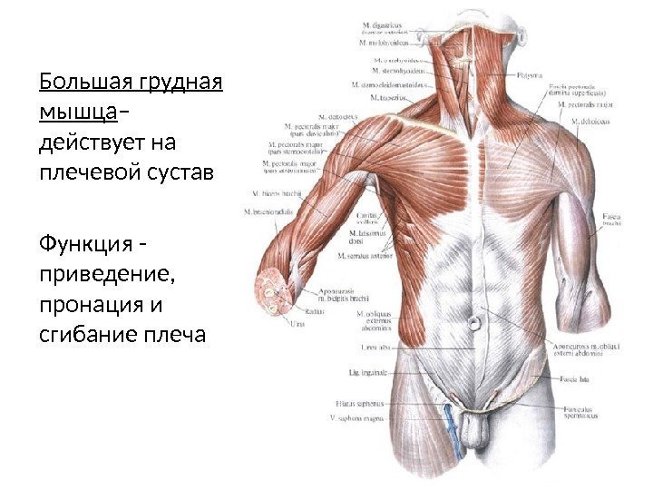Большая грудная мышца – действует на плечевой сустав Функция - приведение,  пронация и
