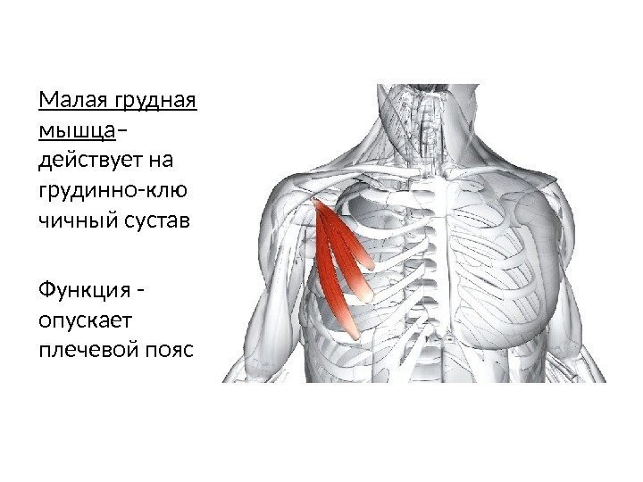 Малая грудная мышца – действует на грудинно-клю чичный сустав Функция - опускает плечевой пояс