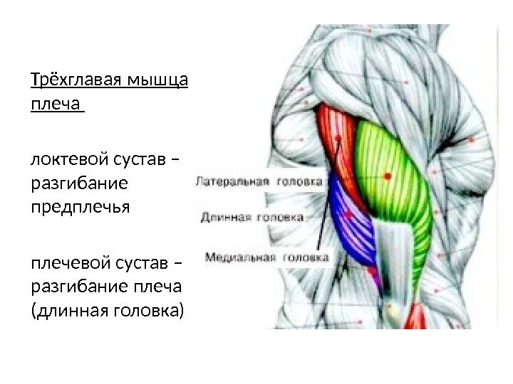 Трёхглавая мышца плеча локтевой сустав – разгибание предплечья плечевой сустав – разгибание плеча (длинная