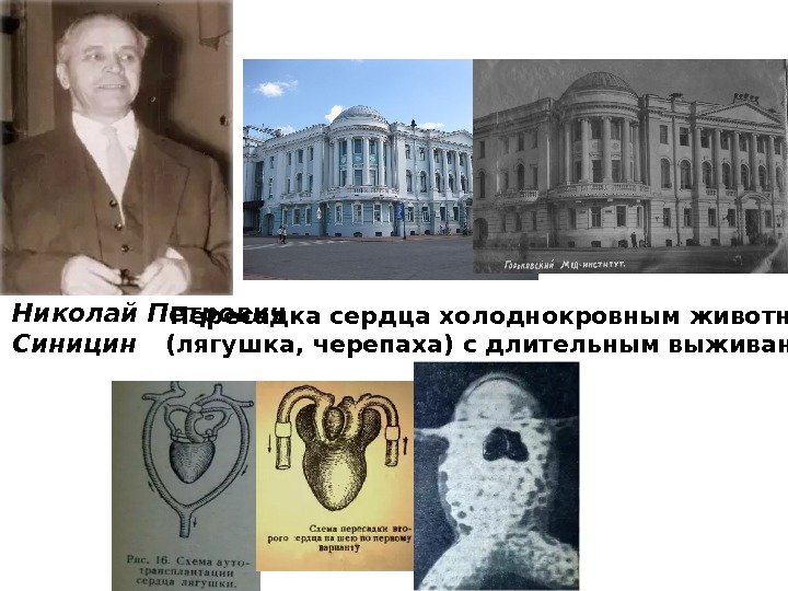   Николай Петрович Синицин  1930 -40 -е годы, СССР Пересадка сердца холоднокровным