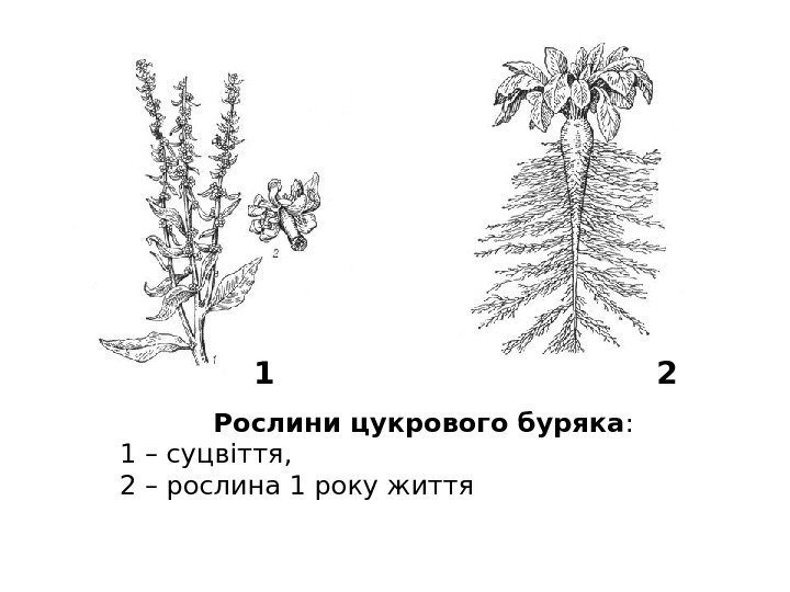 Рослини цукрового буряка :  1 – суцвіття,  2 – рослина 1 року