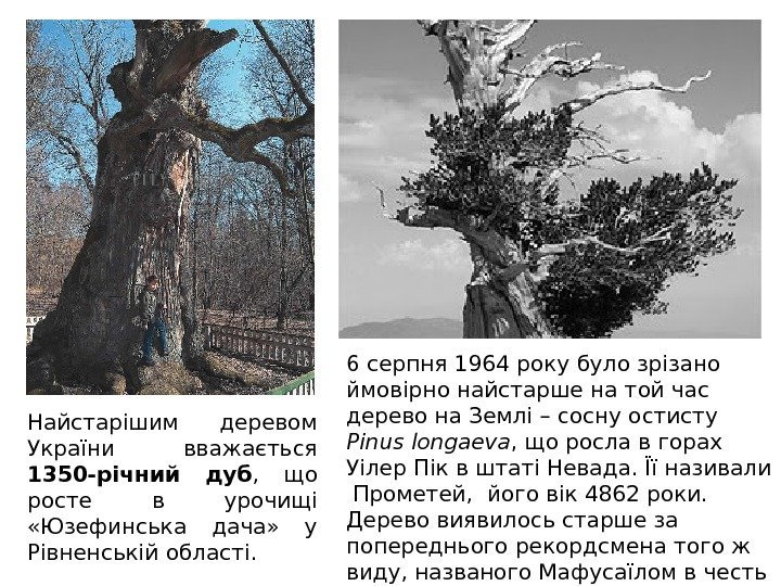 Найстарішим деревом України вважається 1350 -річний дуб ,  що росте в урочищі 