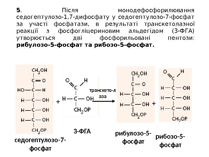 5.  Після монодефосфорилювання седогептулозо-1, 7 -дифосфату у седогептулозо-7 -фосфат за участі фосфатази, 
