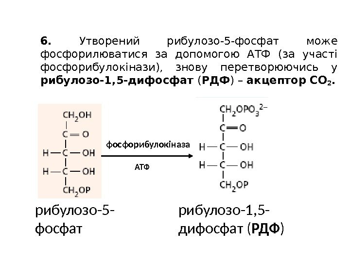 6.  Утворений рибулозо-5 -фосфат може фосфорилюватися за допомогою АТФ (за участі фосфорибулокінази), 