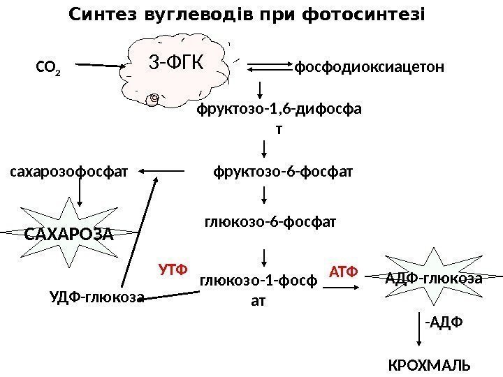 СО 2 фосфодиоксиацетон фруктозо-1, 6 -дифосфа т фруктозо-6 -фосфат глюкозо-1 -фосф ат АТФУТФ КРОХМАЛЬ