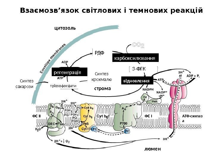 Взаємозв’язок світлових і темнових реакцій 3 -ФГКРДФ карбоксилювання відновлення. Синтез крохмалю Синтез сахарози регенерація