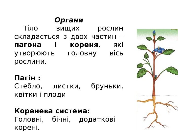 Органи Тіло вищих рослин складається з двох частин – пагона і кореня , 