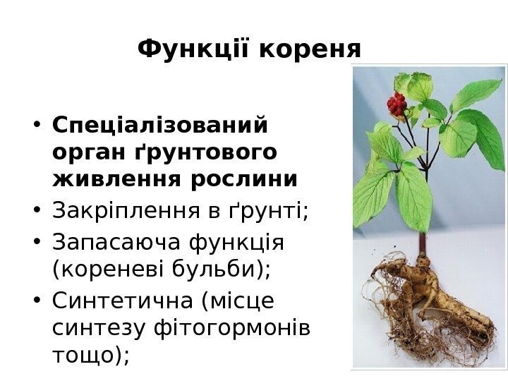 Функції кореня  • Спеціалізований орган ґрунтового живлення рослини • Закріплення в ґрунті; 