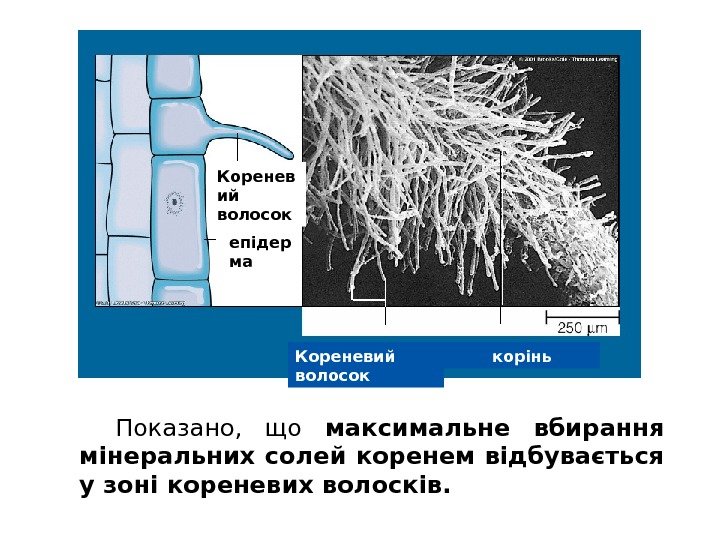 Показано,  що  максимальне вбирання мінеральних солей коренем відбувається у зоні кореневих волосків.