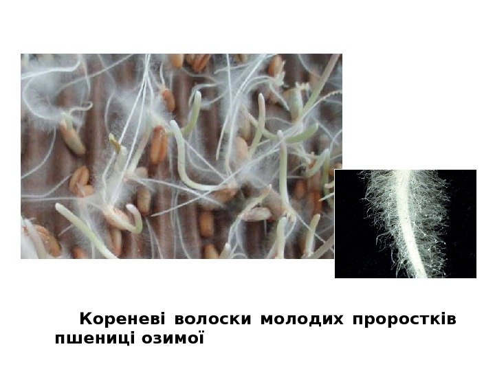 Кореневі волоски молодих проростків пшениці озимої 