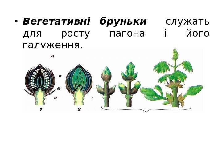  • Вегетативні бруньки  служать для росту пагона і його галуження. 