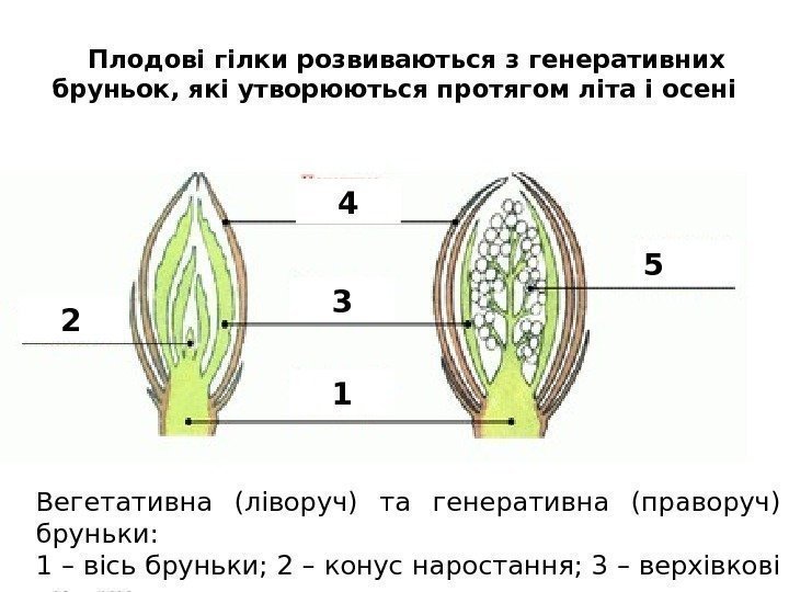 Плодові гілки розвиваються з генеративних бруньок, які утворюються протягом літа і осені Вегетативна (ліворуч)