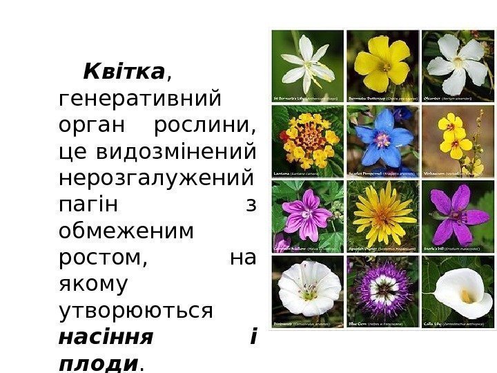 Квітка ,  генеративний орган рослини,  це видозмінений нерозгалужений пагін з обмеженим ростом,