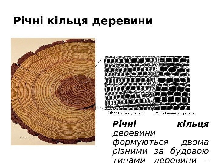 Річні кільця деревини Річні кільця  деревини формуються двома різними за будовою типами деревини