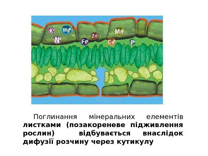 Поглинання  мінеральних елементів листками (позакореневе підживлення рослин)  відбувається внаслідок дифузії розчину через