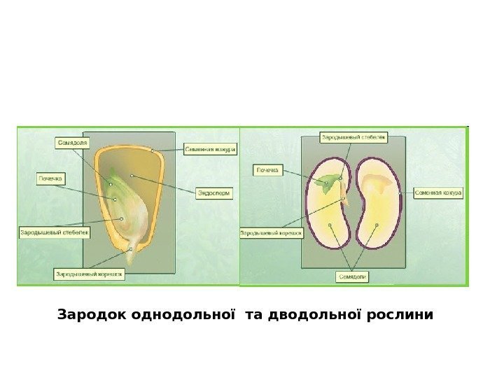 Зародок однодольної та дводольної рослини 