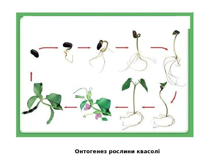 Онтогенез рослини квасолі 