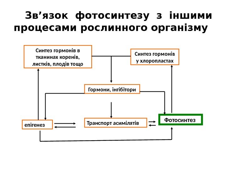 Зв’язок фотосинтезу з іншими процесами рослинного організму Синтез гормонів в тканинах коренів,  листків,