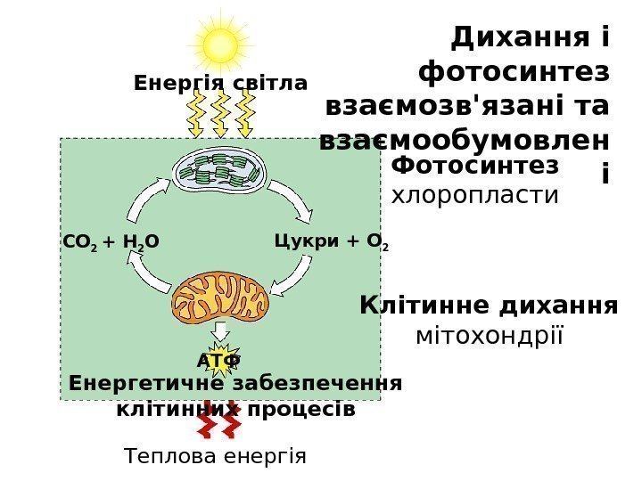 Енергія світла АТФ Енергетичне забезпечення клітинних процесів Клітинне дихання мітохондріїФотосинтез хлоропласти Цукри + О