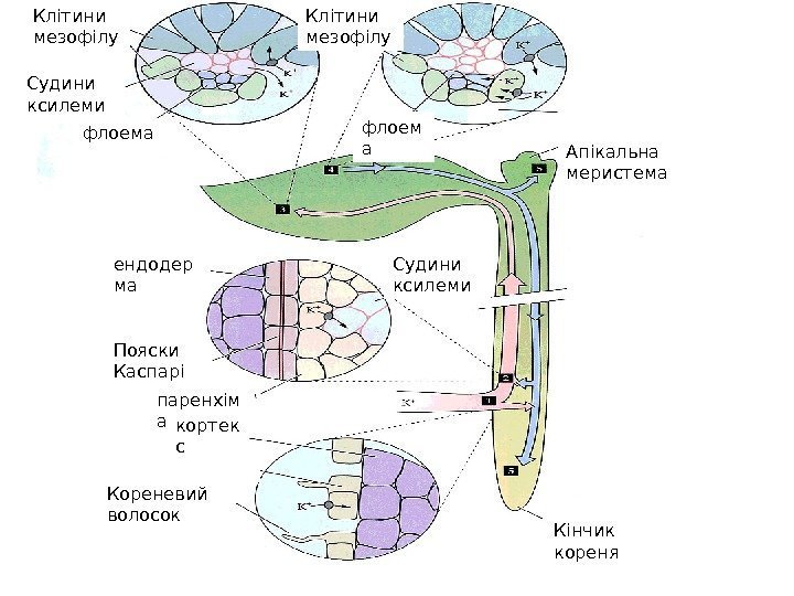 паренхім аендодер ма флоем а Апікальна меристема Кінчик кореня. Кореневий волосок кортек с. Пояски