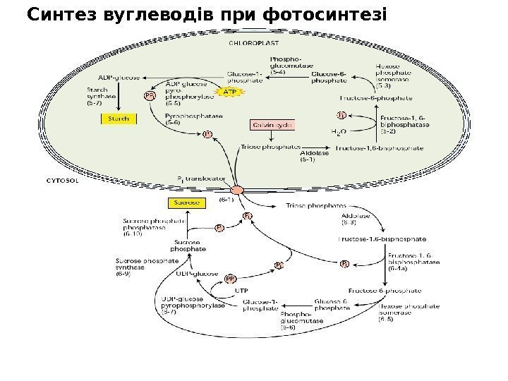 Синтез вуглеводів при фотосинтезі 