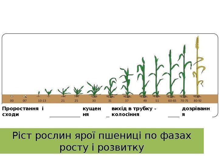 Ріст рослин ярої пшениці по фазах росту і розвитку. Проростання і сходи кущен ня