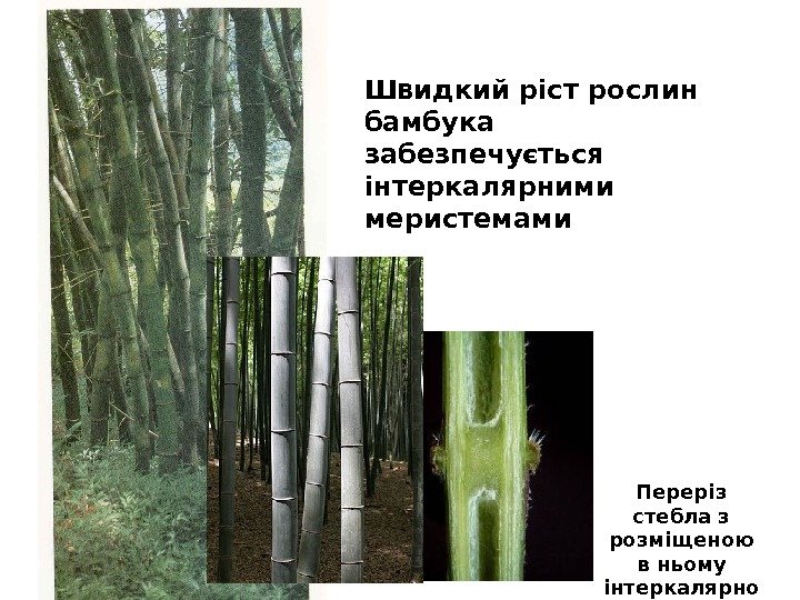 Швидкий ріст рослин бамбука забезпечується інтеркалярними меристемами Переріз стебла з розміщеною в ньому інтеркалярно