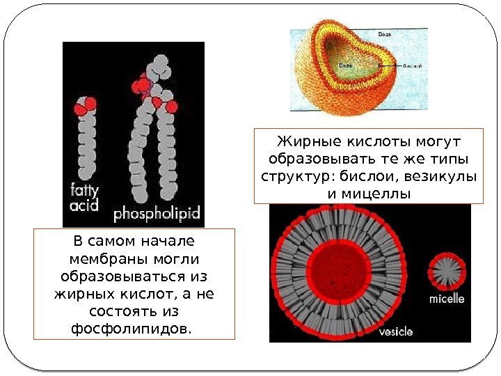 В самом начале мембраны могли образовываться из жирных кислот, а не состоять из фосфолипидов.