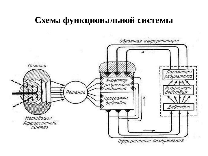 Схема функциональной системы 