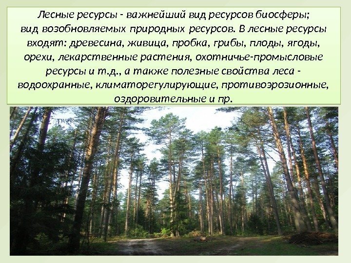 Лесные ресурсы - важнейший вид ресурсов биосферы;  вид возобновляемых природных ресурсов. В лесные