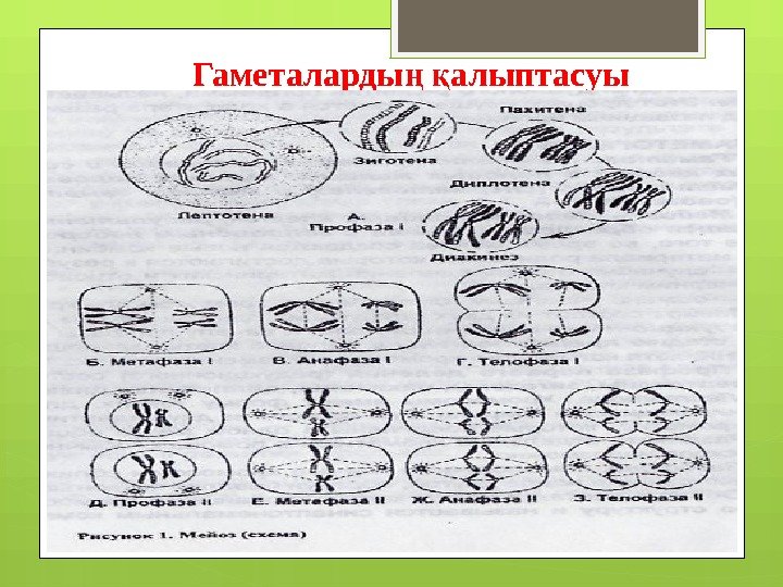     Гаметаларды  алыптасуы  ң қ    