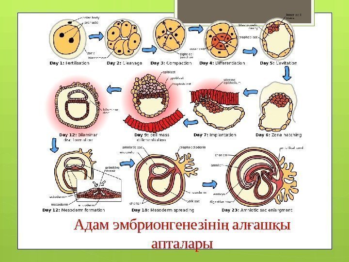 Адам эмбрионгенезіні ал аш ы ң ғ қ апталары     