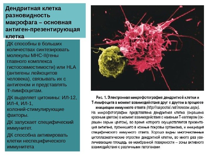 Дендритная клетка разновидность макрофага – основная антиген-презентирующая клетка ДК способны в больших количествах синтезировать